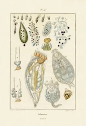 Infusoires